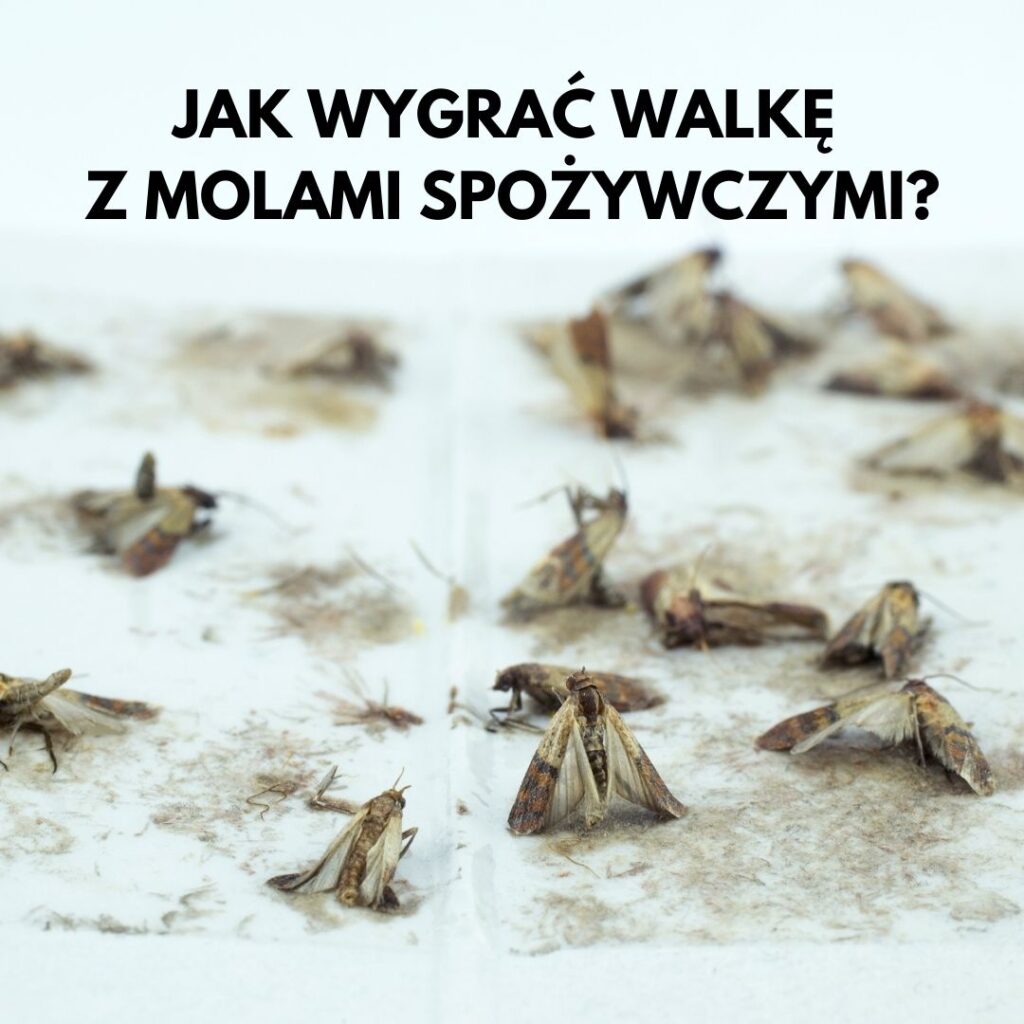 wzdrowymdomu.pl Sylwia Panek Mama Chemik mole spożywcze jak się pozbyć moli