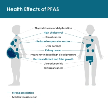 pfas wpływ na zdrowie